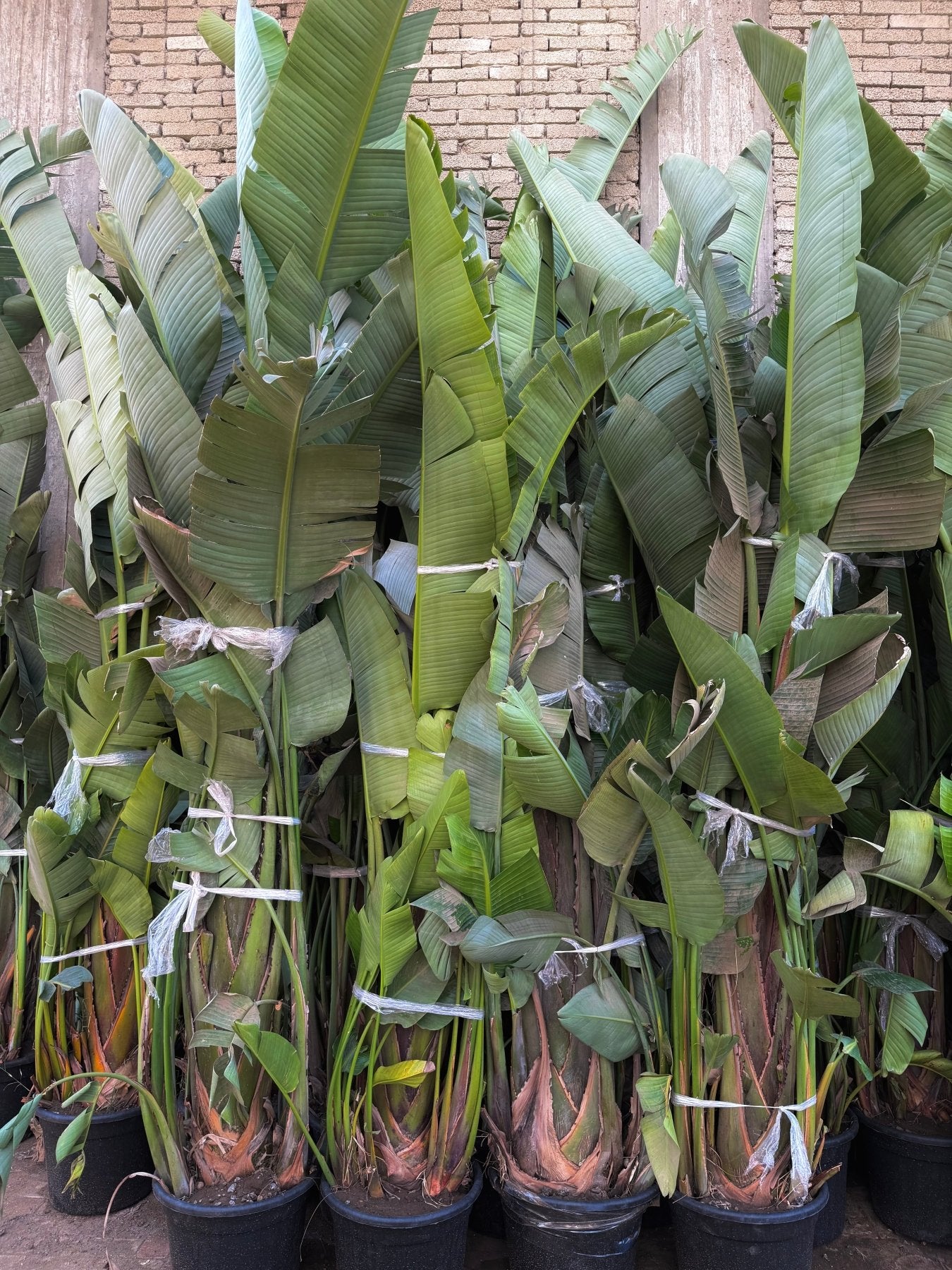Strelitzia Augusta - Green Mist