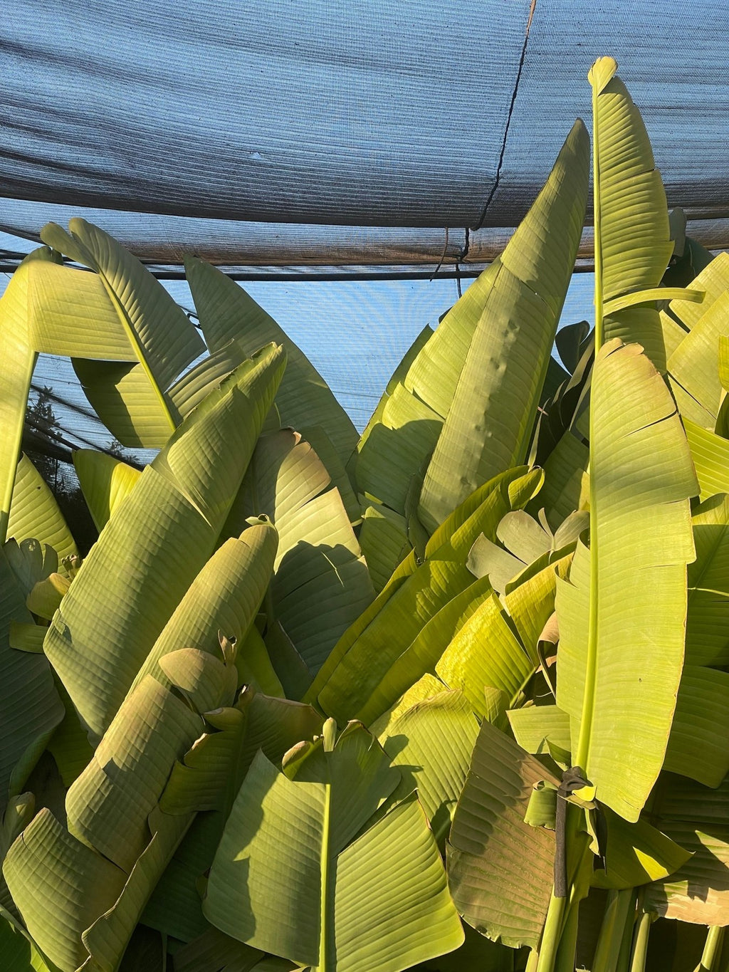 Strelitzia Augusta - Green Mist