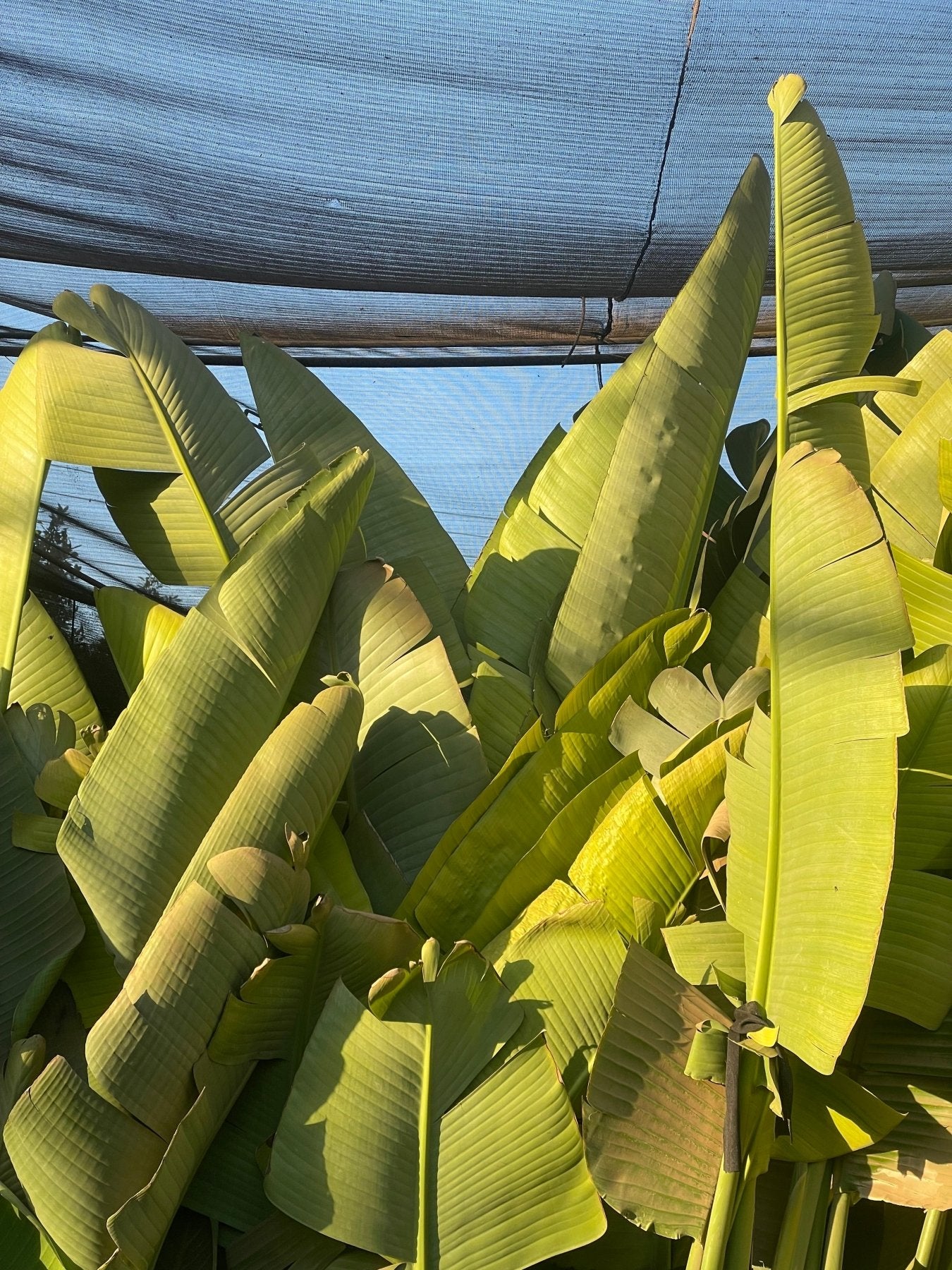 Strelitzia Augusta - Green Mist