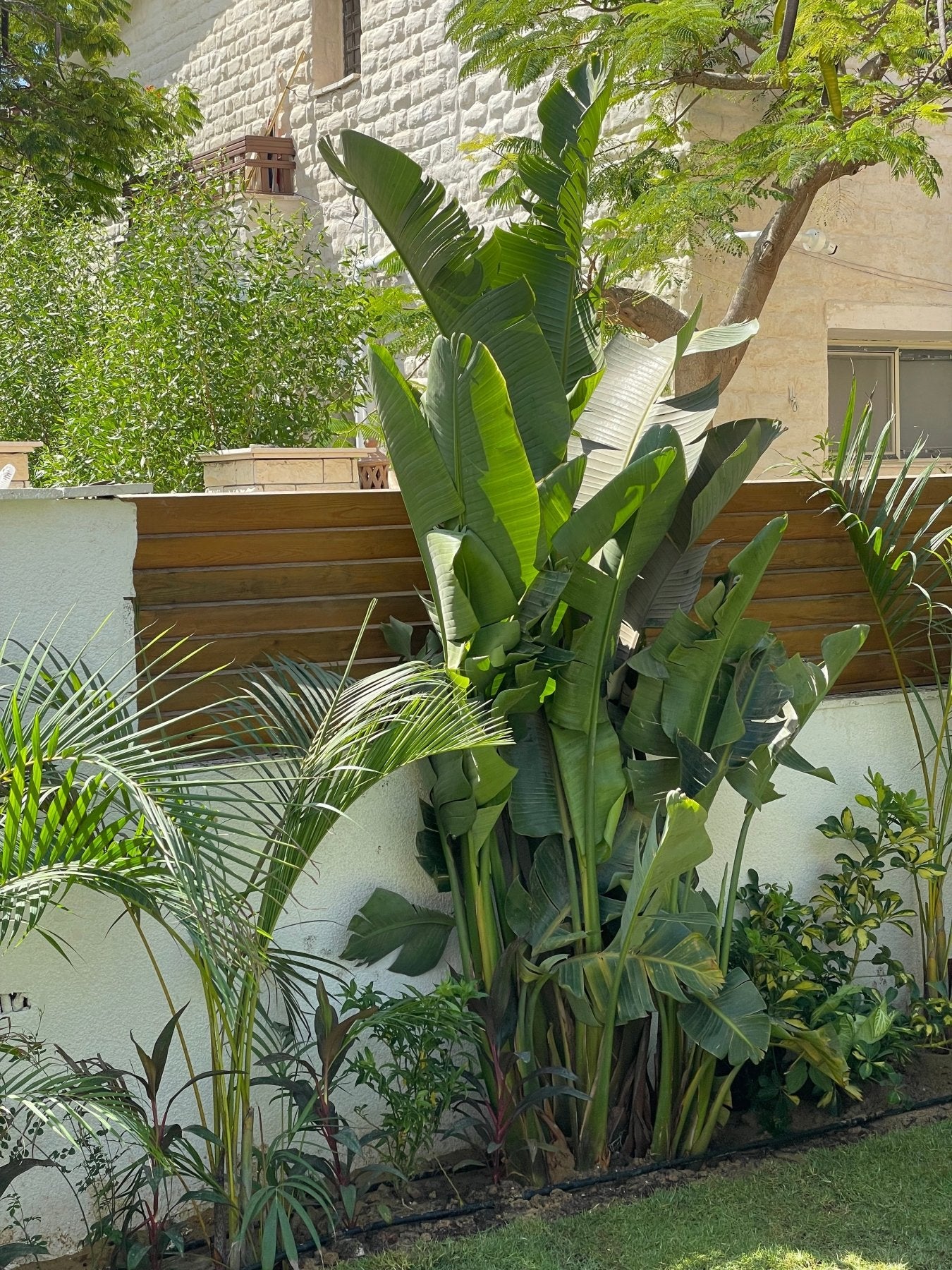 Strelitzia Augusta - Green Mist