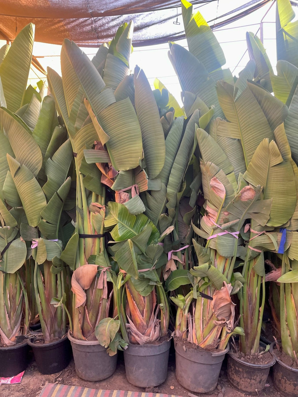 Strelitzia Augusta - Green Mist