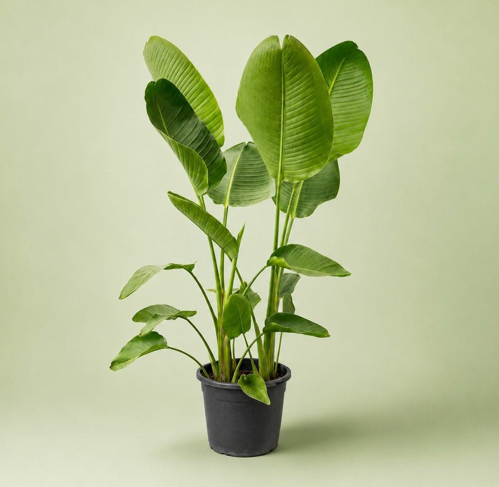 Strelitzia Nicolai - Green Mist