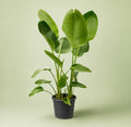 Strelitzia Nicolai - Green Mist