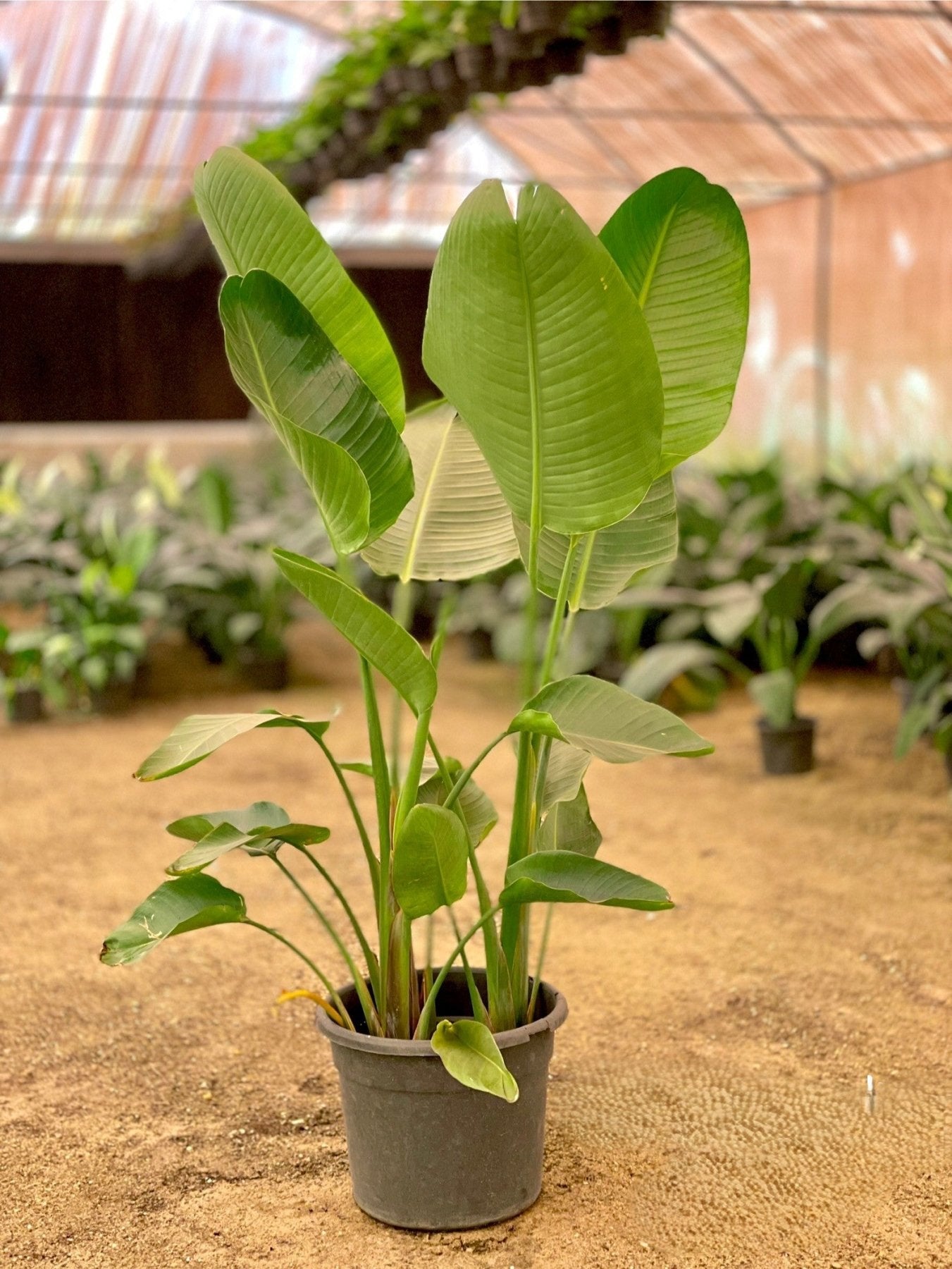 Strelitzia Nicolai - عصفور - Green Mist