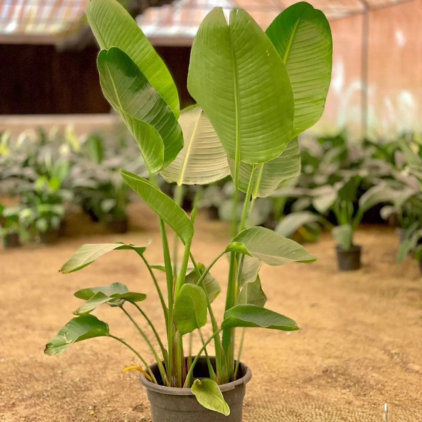 Strelitzia Nicolai - عصفور - Green Mist