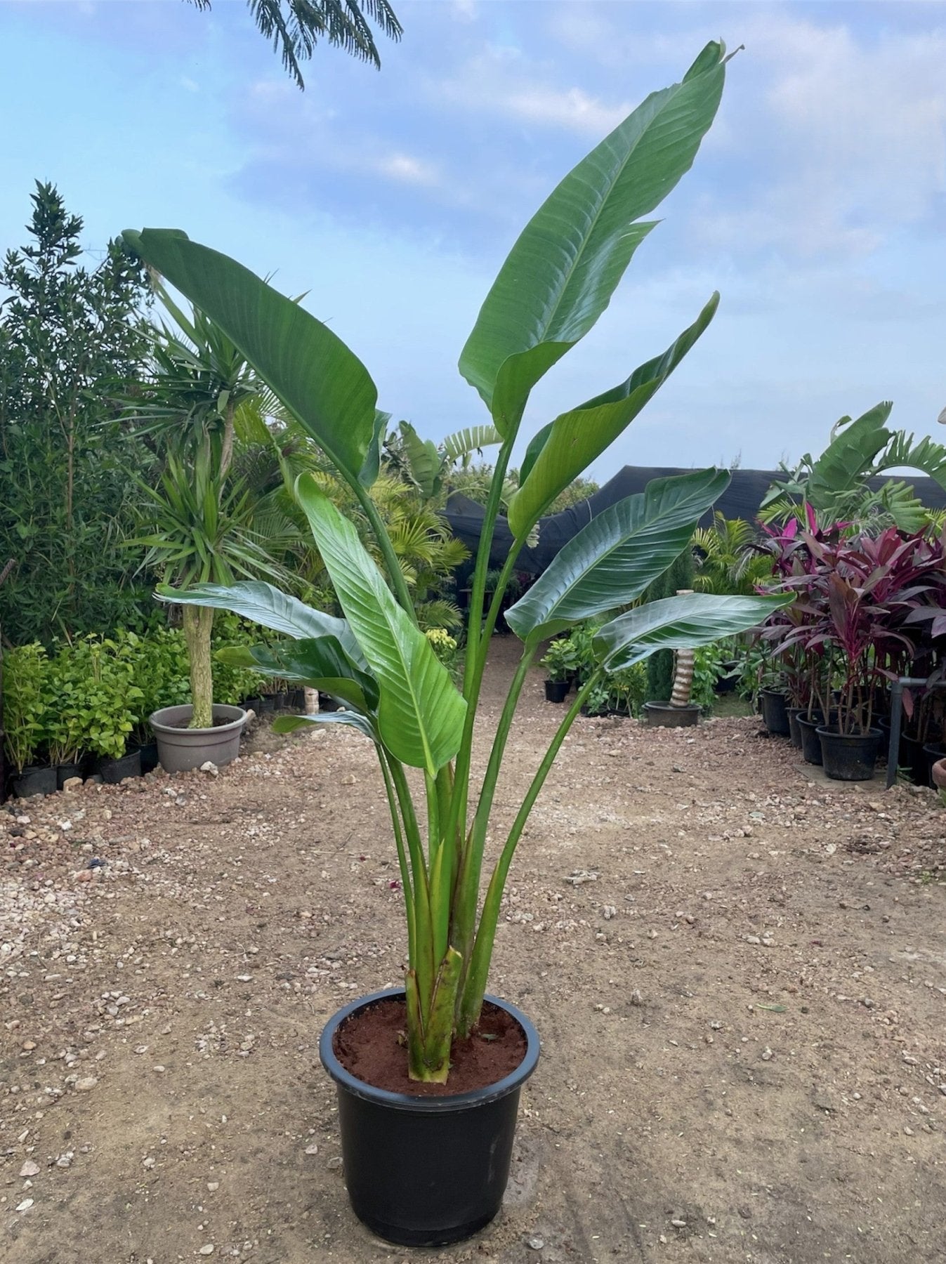 Strelitzia Nicolai - عصفور - Green Mist