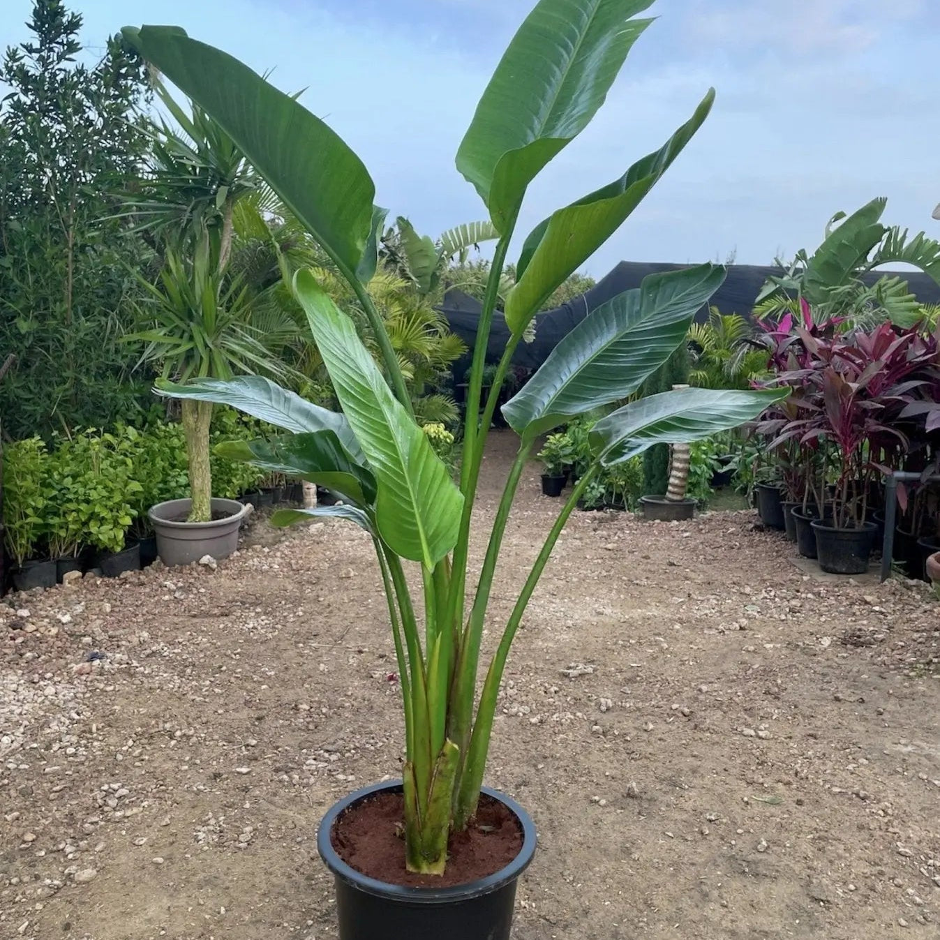 Strelitzia Nicolai - عصفور - Green Mist