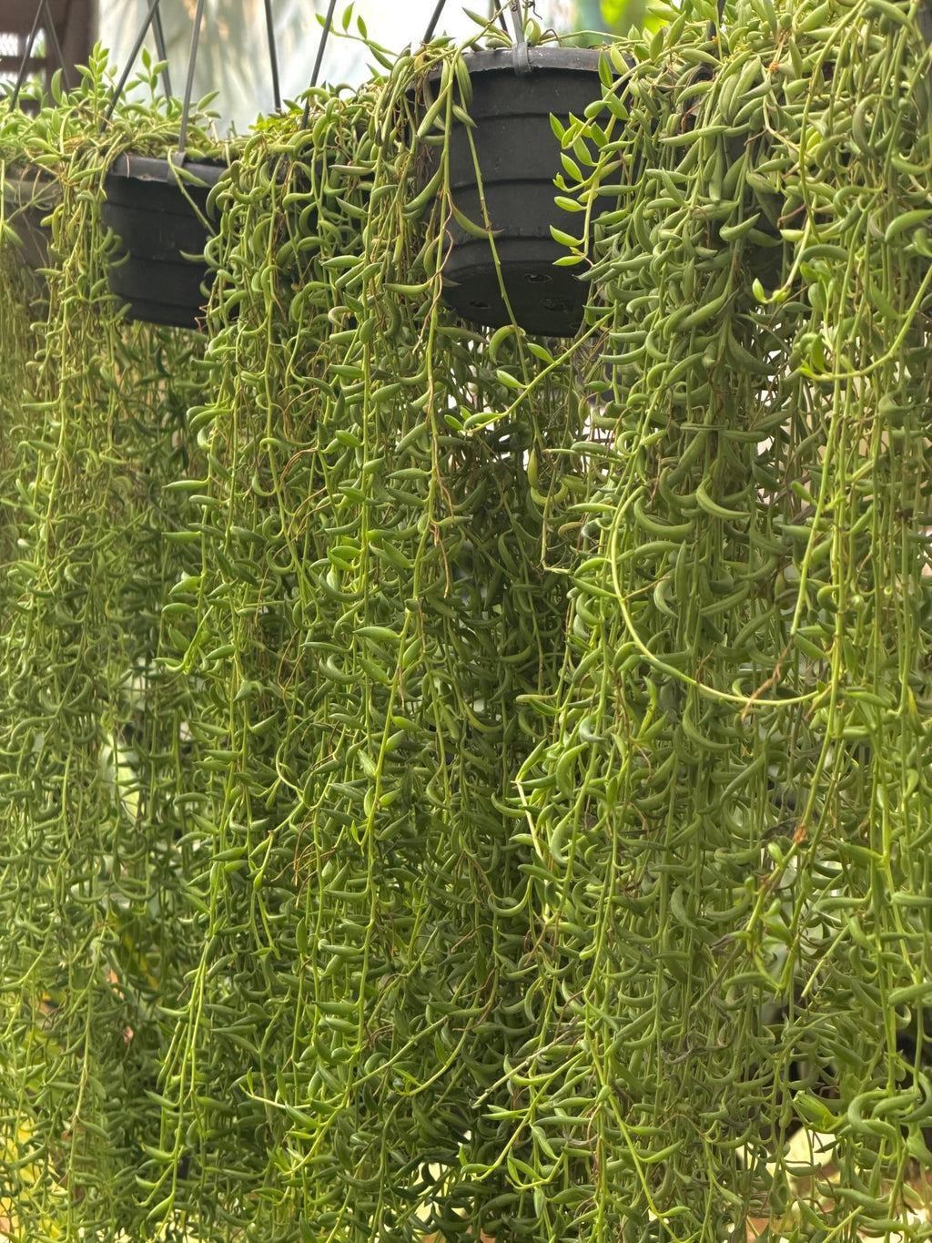 String of Banana - مسبحة - Green Mist