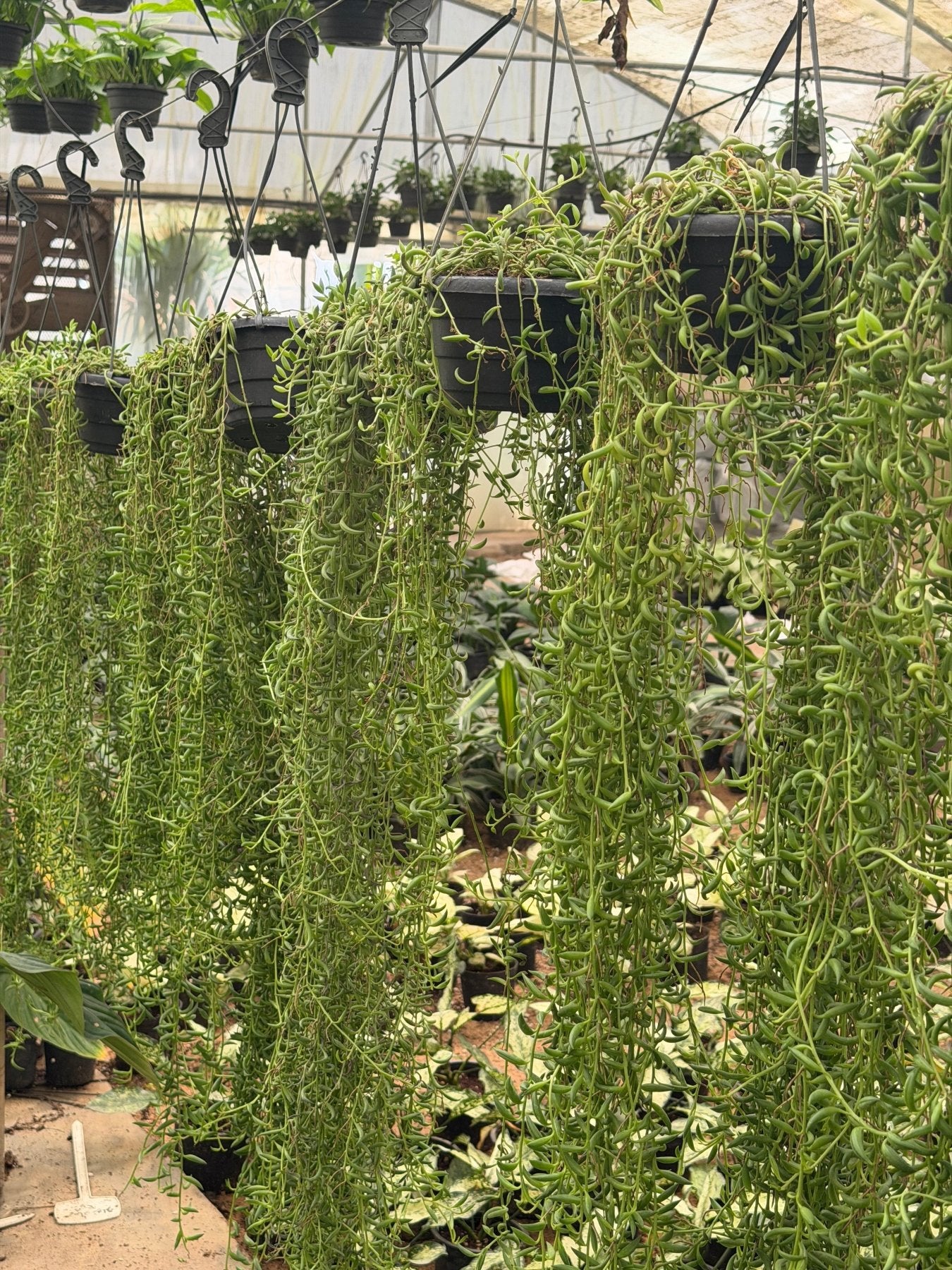 String of Banana - مسبحة - Green Mist