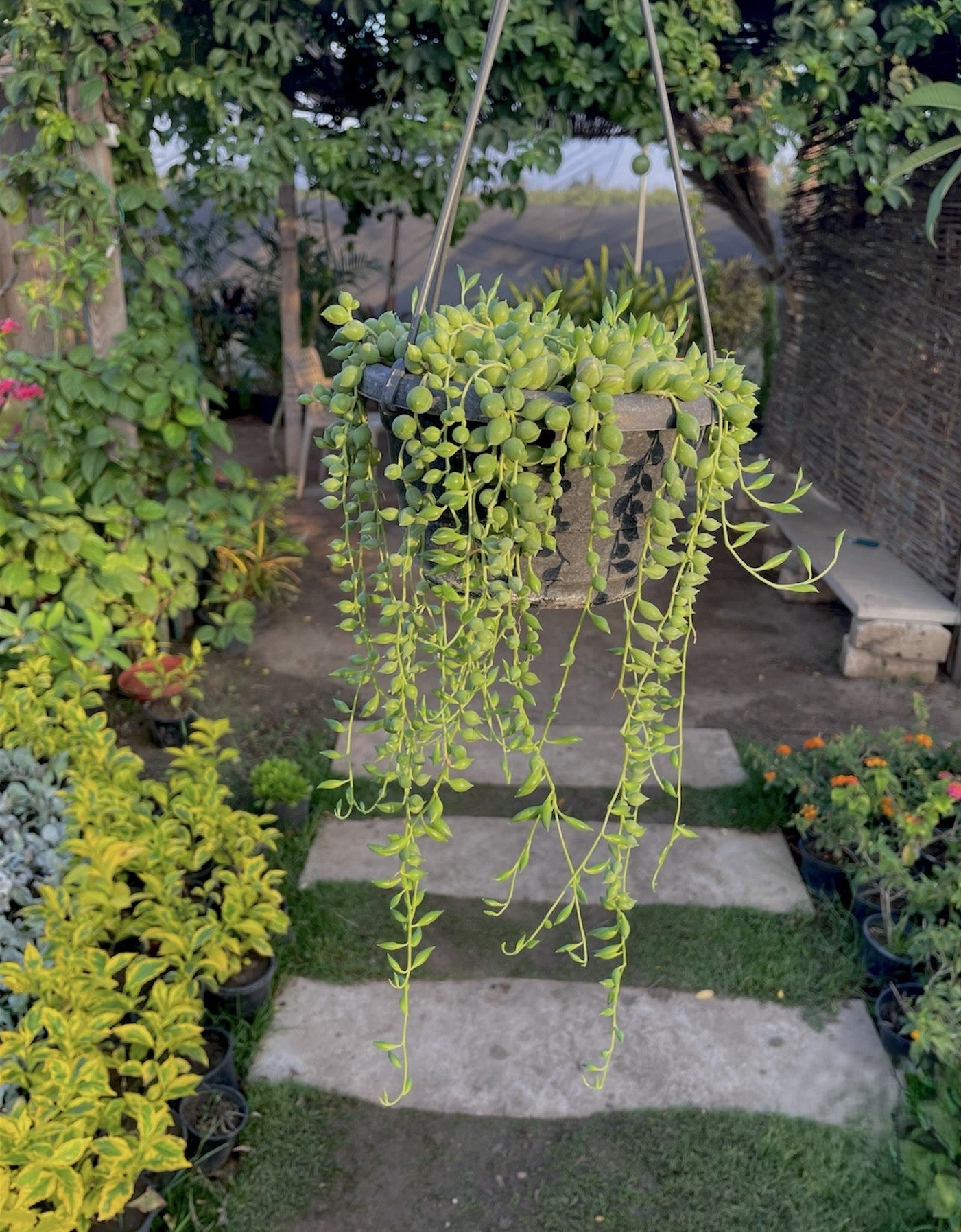 String of Pearls - مسبحة - Green Mist