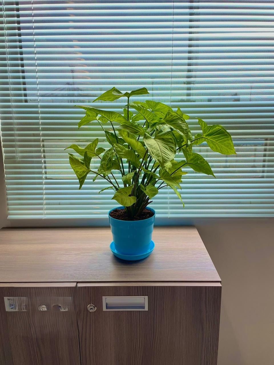 Syngonium - سنجونيوم - Green Mist