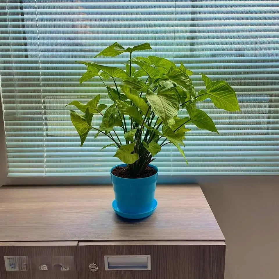 Syngonium - سنجونيوم - Green Mist