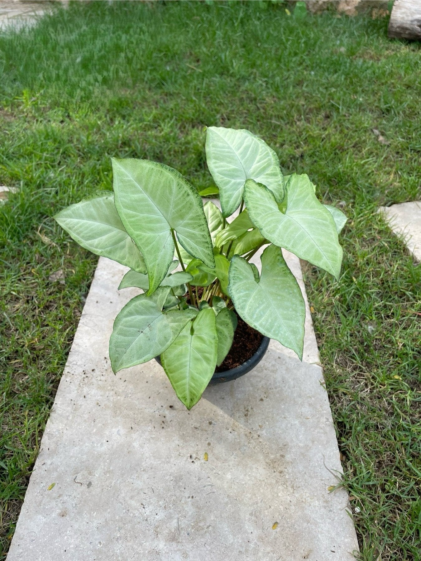 Syngonium - سنجونيوم - Green Mist