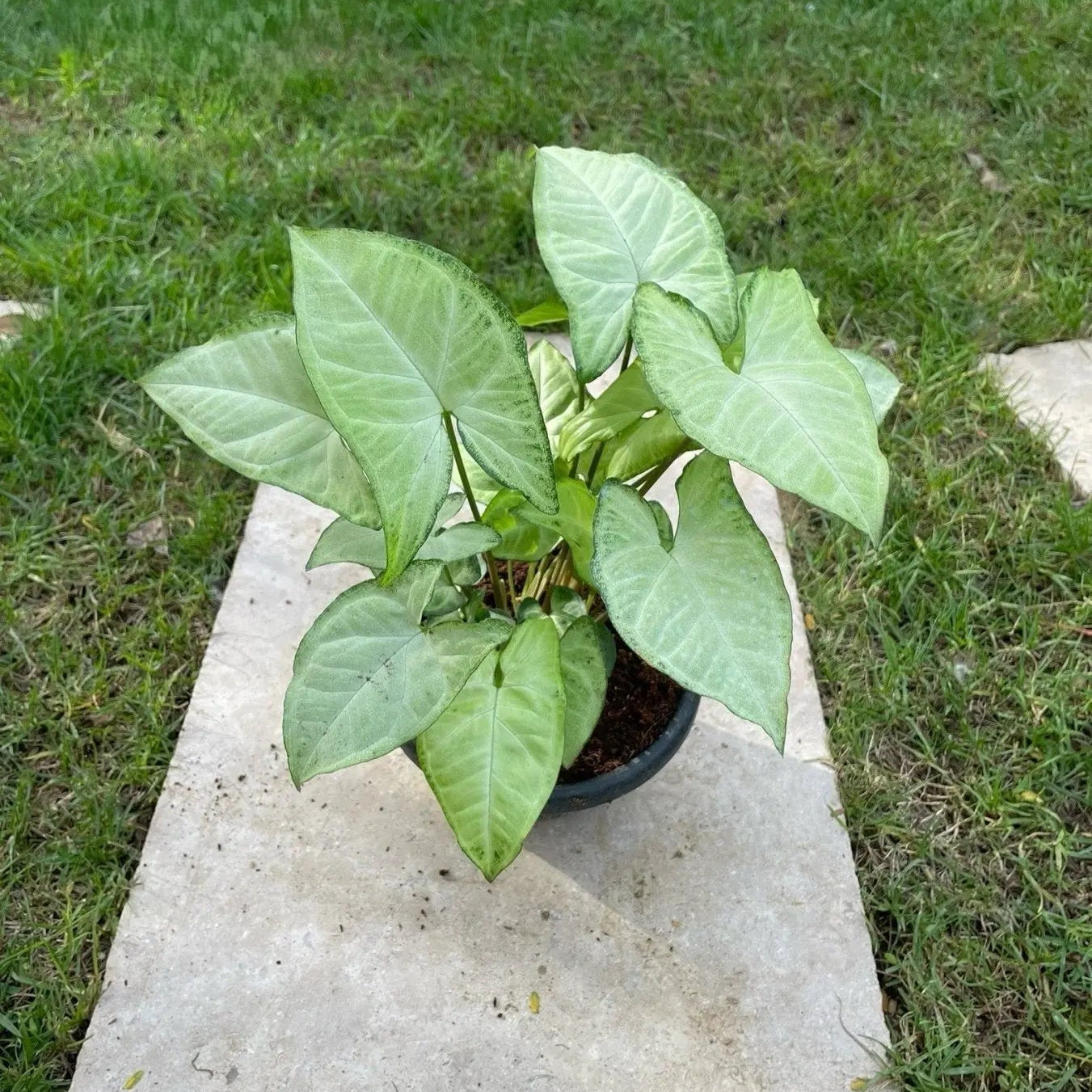 Syngonium - سنجونيوم - Green Mist