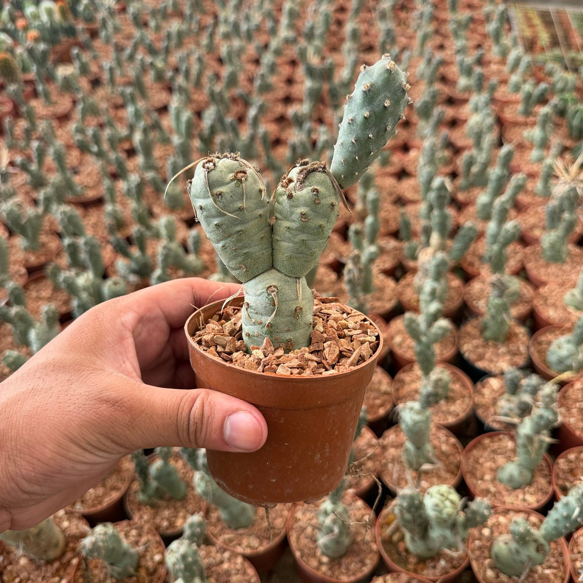 Tephrocactus Articulatus - Green Mist