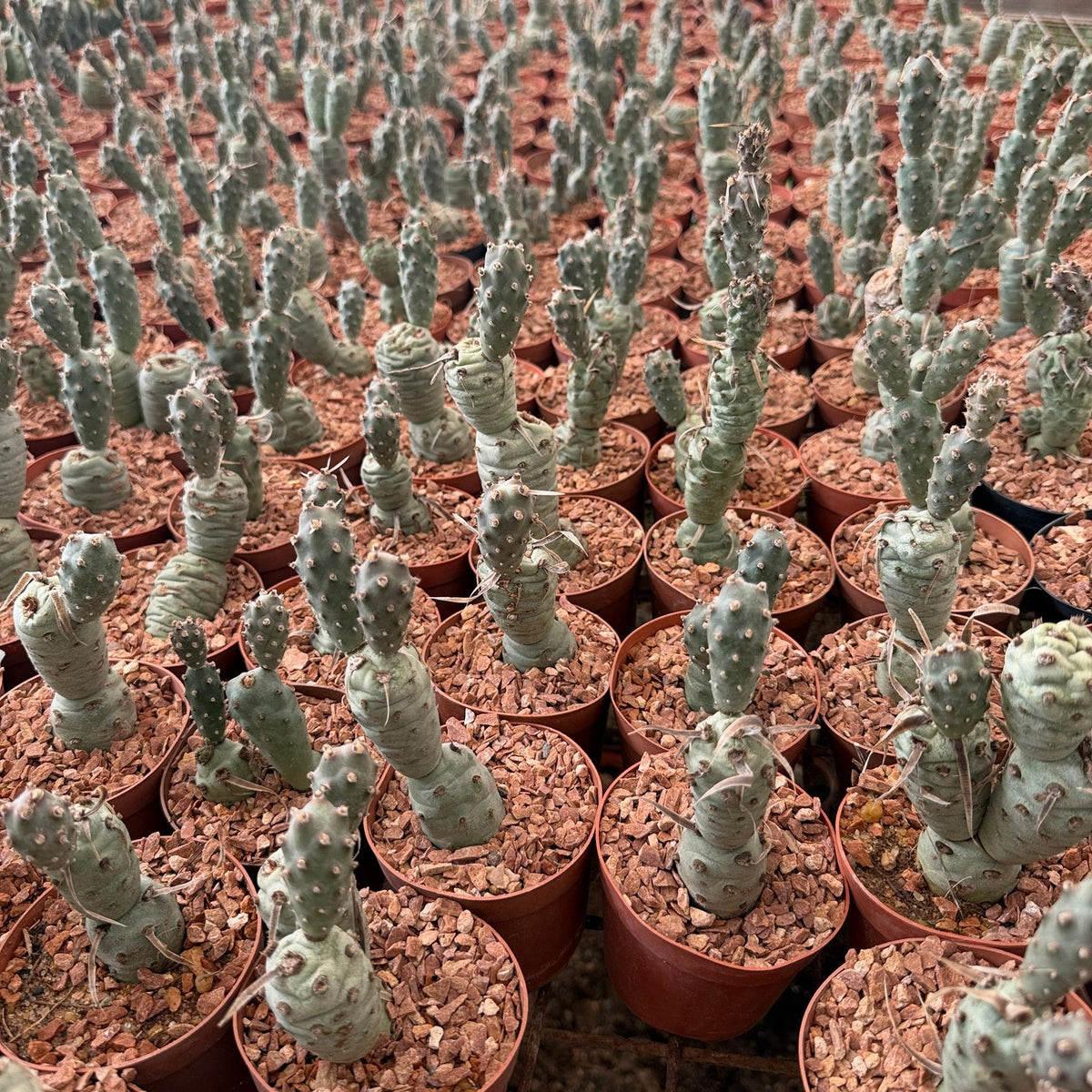 Tephrocactus Articulatus - Green Mist