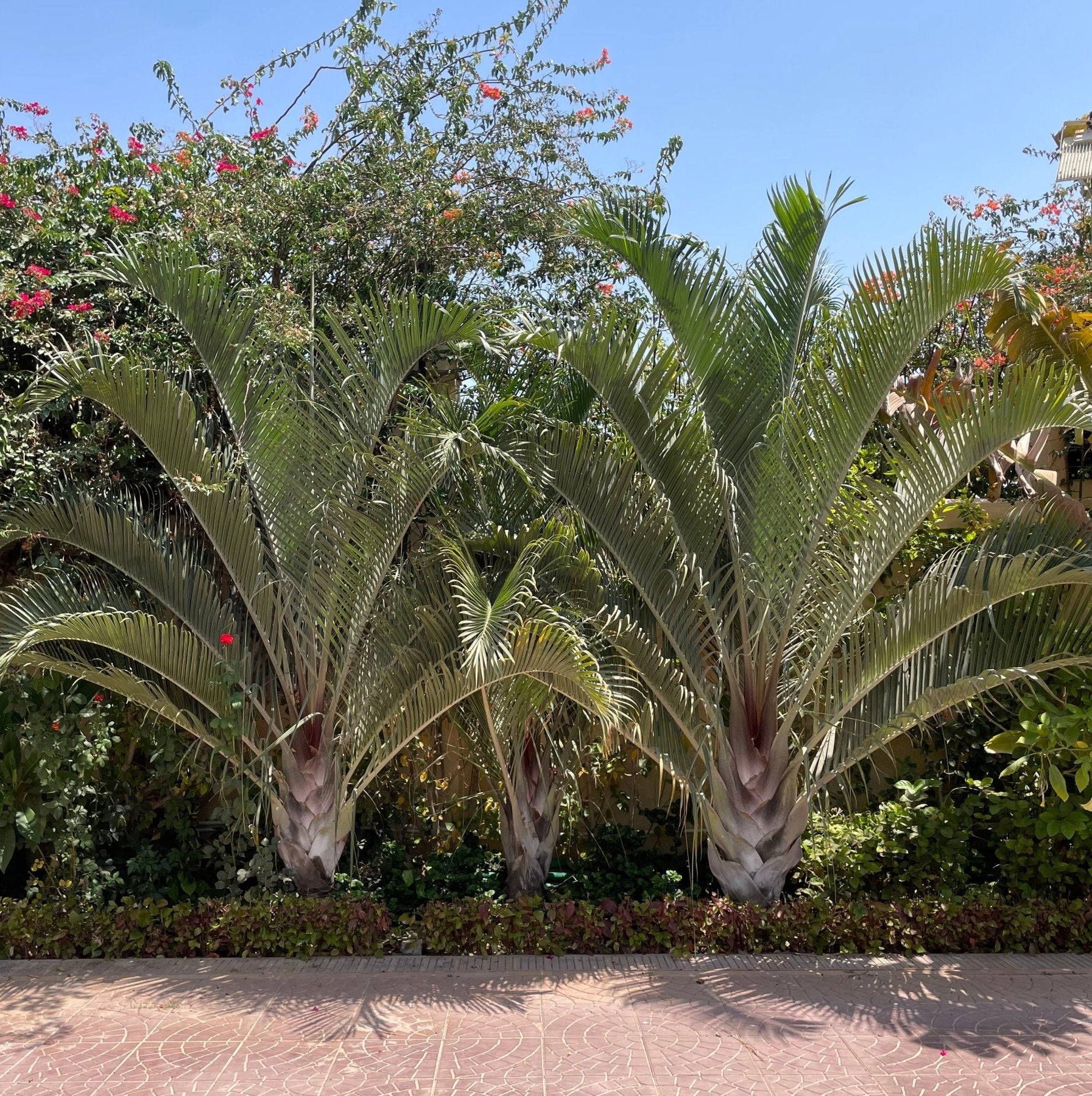 Triangle Palm - Green Mist