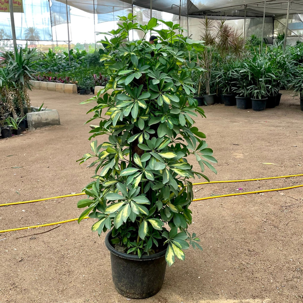 Umbrella tree - شفليرا ظل - Green Mist