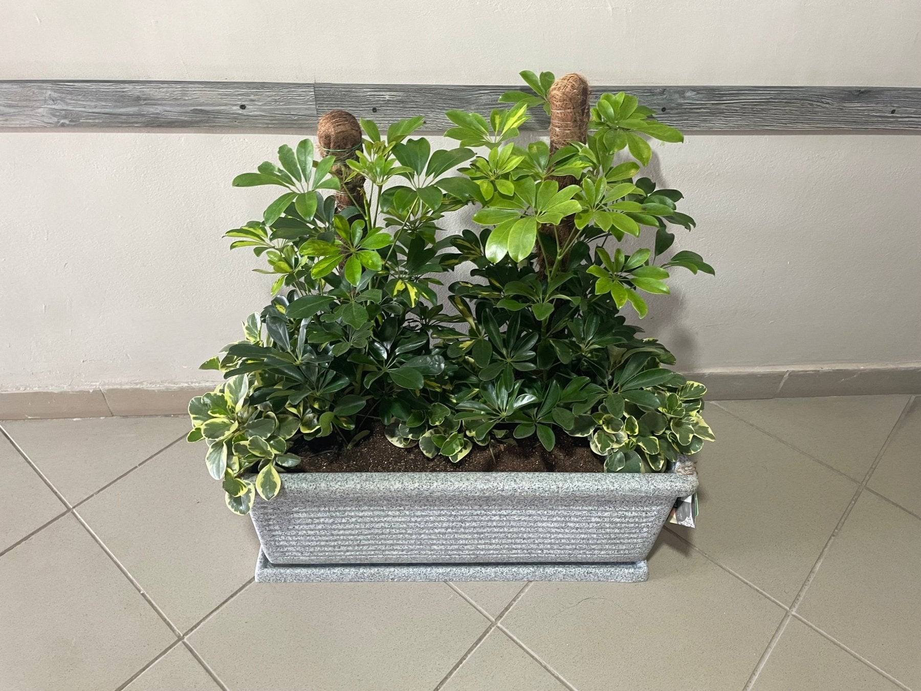 Umbrella tree - شفليرا ظل - Green Mist