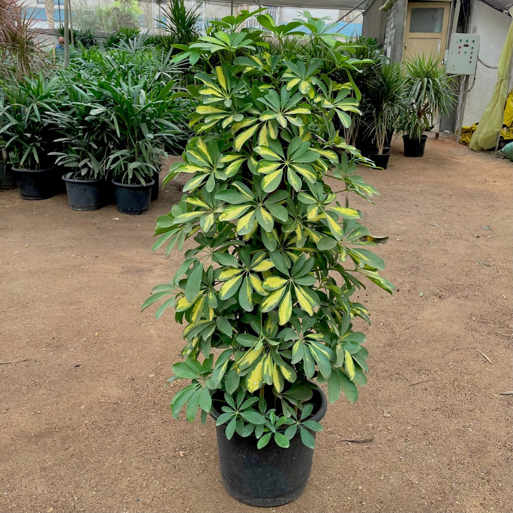 Umbrella tree - شفليرا ظل - Green Mist