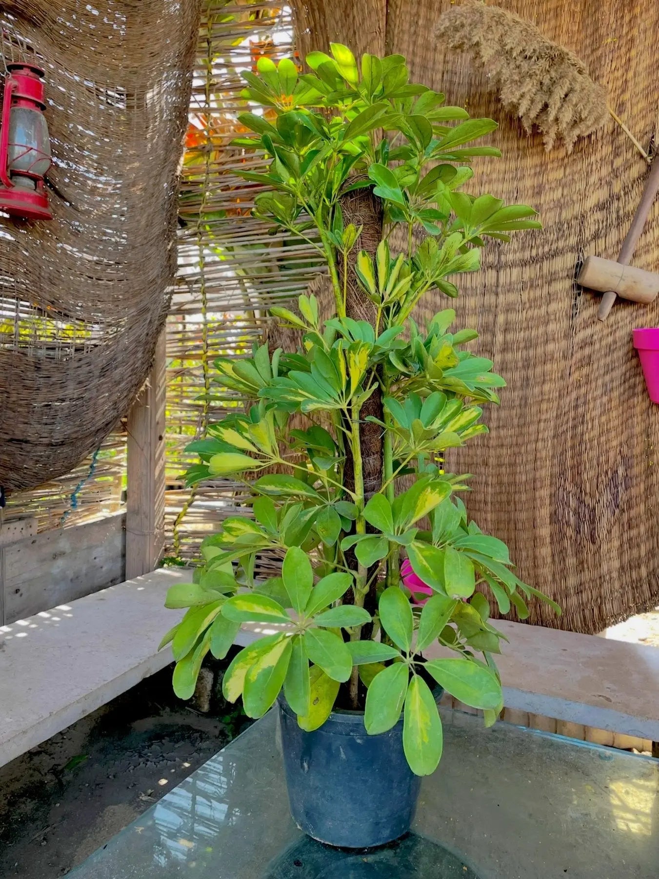 Umbrella tree - شفليرا ظل - Green Mist