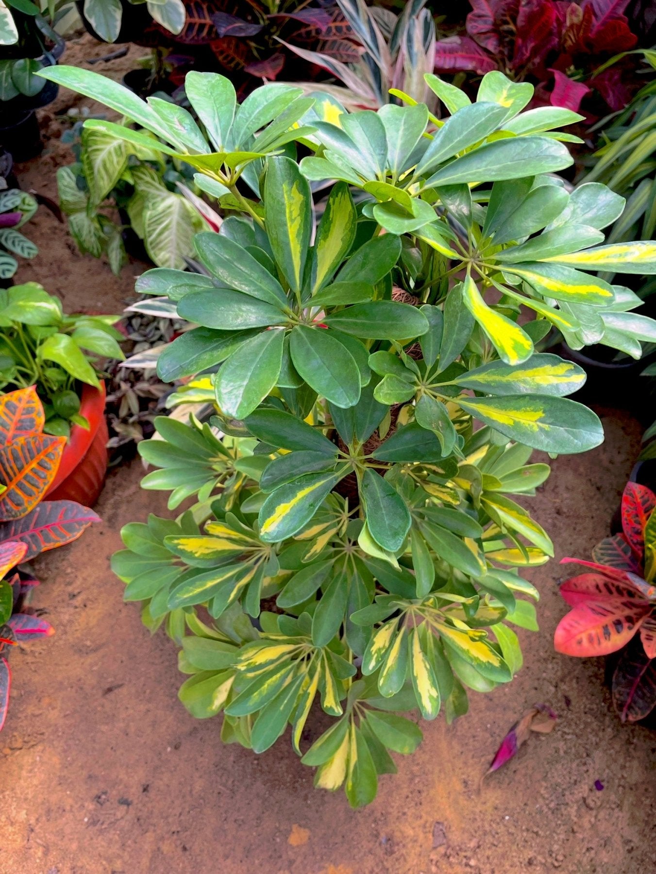 Umbrella tree - شفليرا ظل - Green Mist