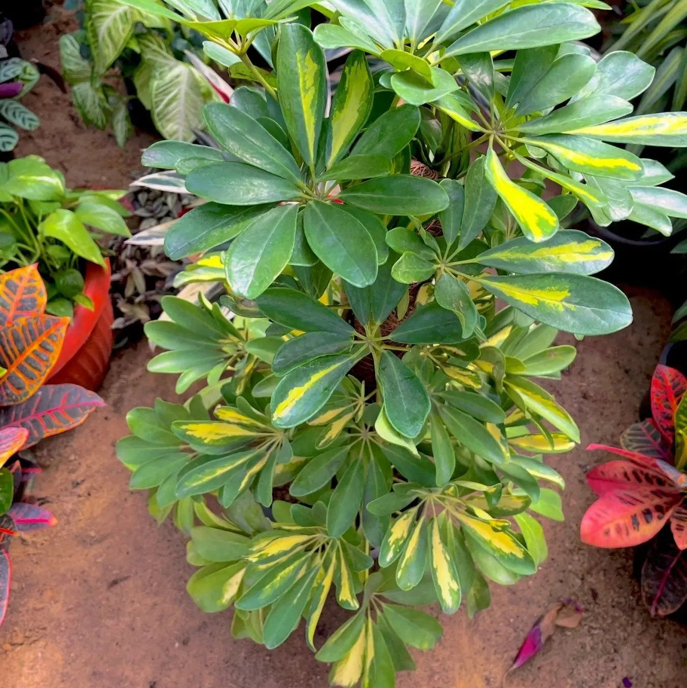 Umbrella tree - شفليرا ظل - Green Mist