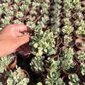 Velvet Succulent - Green Mist