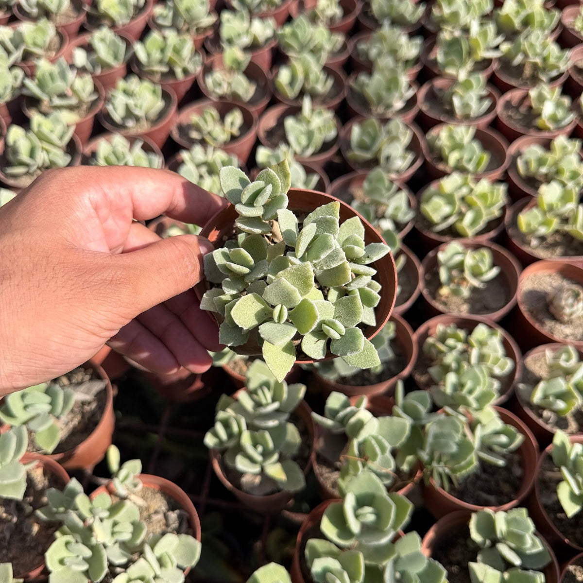Velvet Succulent - Green Mist
