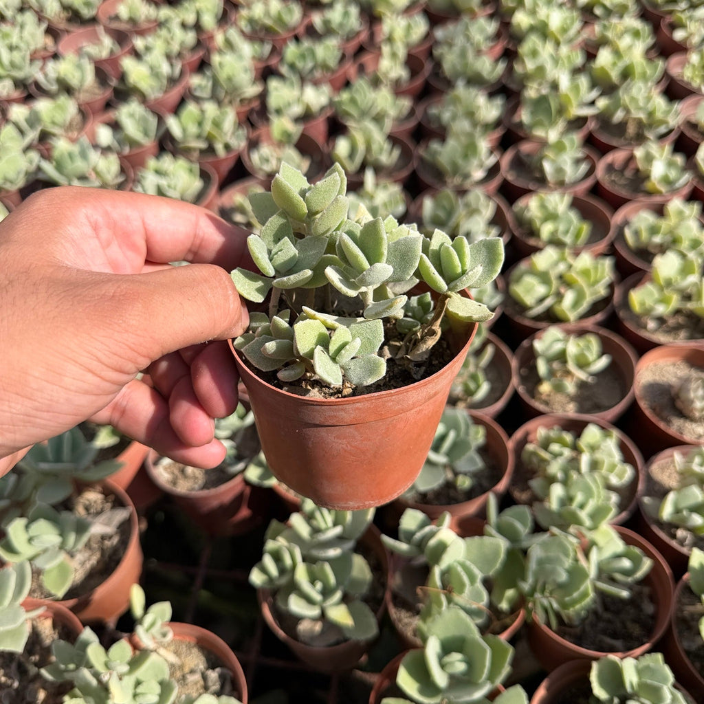 Velvet Succulent - Green Mist