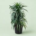 Yucca Pineapple - Green Mist