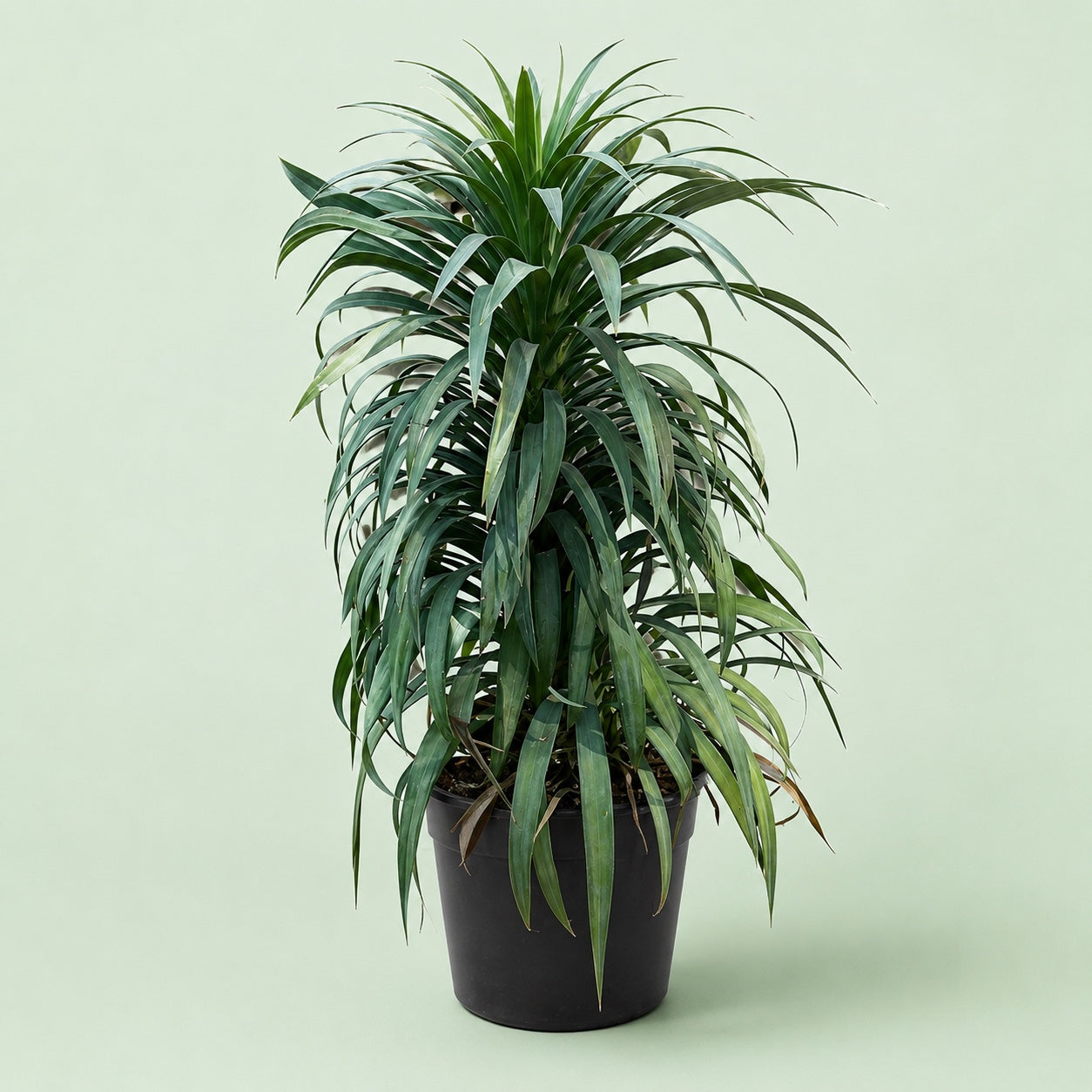 Yucca Pineapple plant