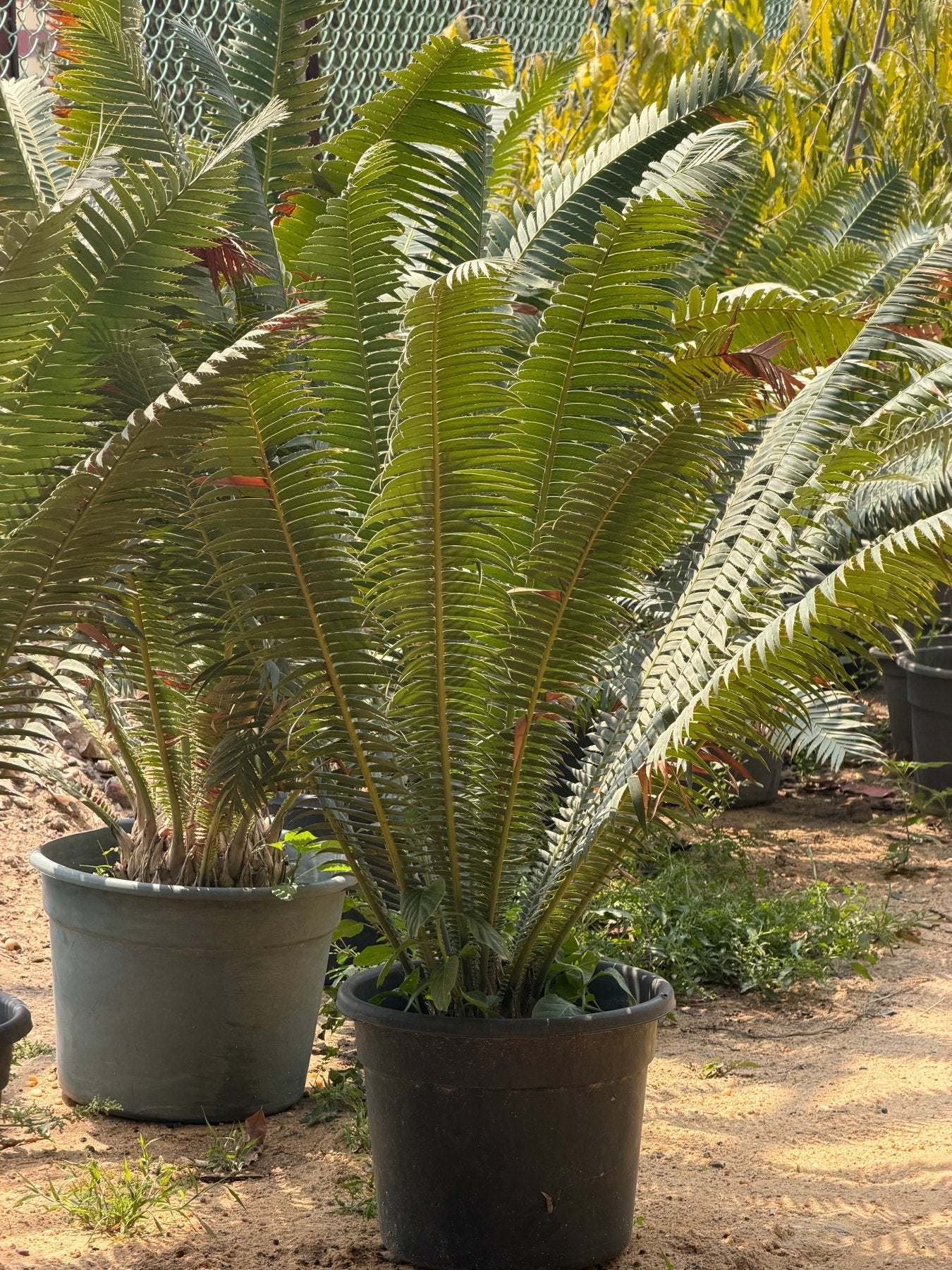 Zamia Palm - Green Mist