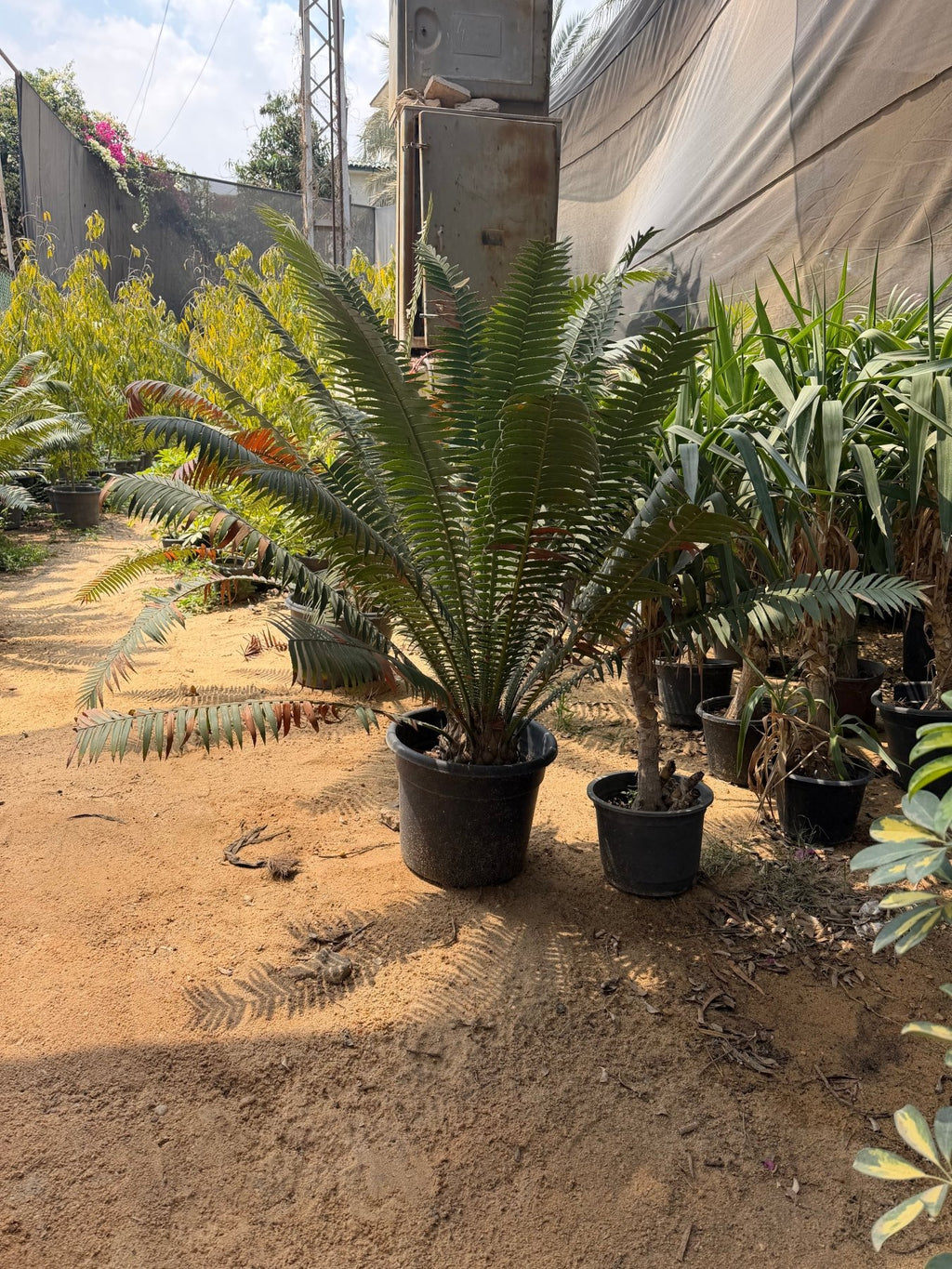 Zamia Palm - Green Mist