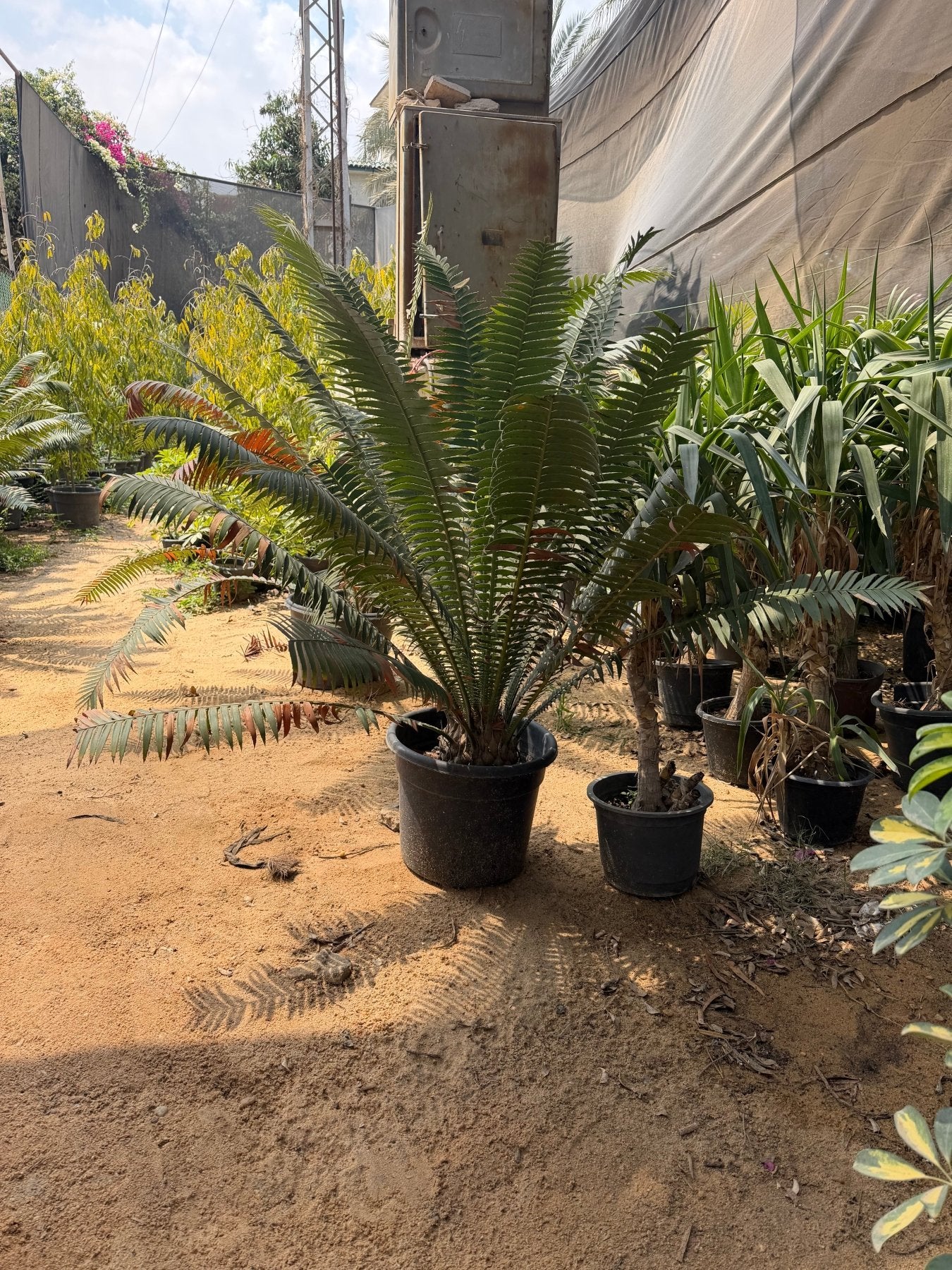Zamia Palm - Green Mist