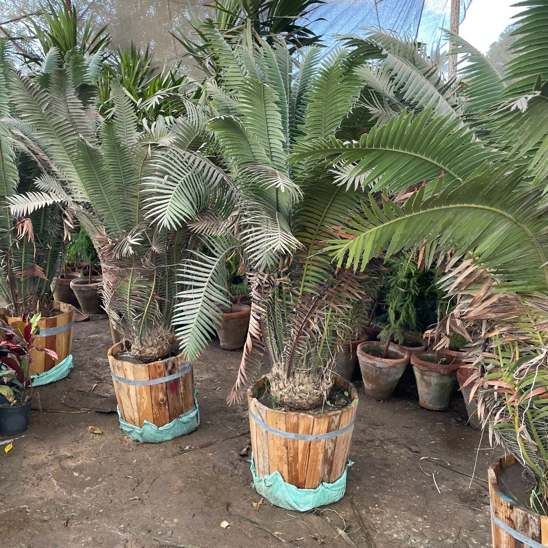 Zamia Palm - Green Mist