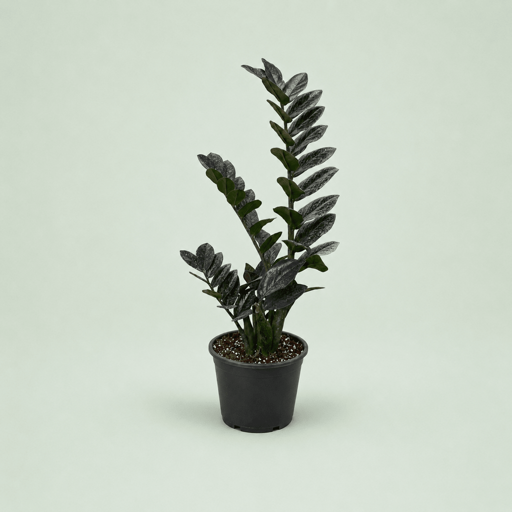 Zamioculcas - زاميكولكاس - Green Mist