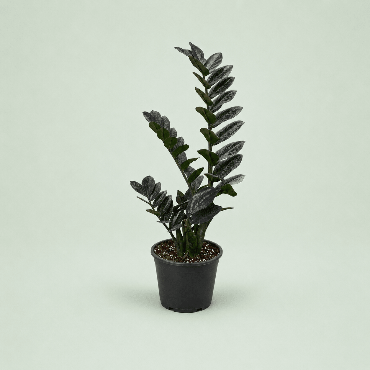 Zamioculcas - زاميكولكاس - Green Mist