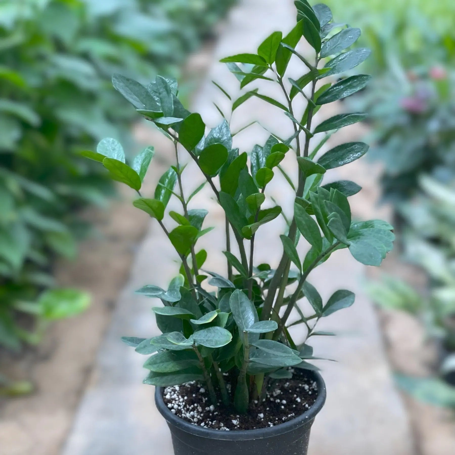 ZZ Plant - زاميا - Green Mist