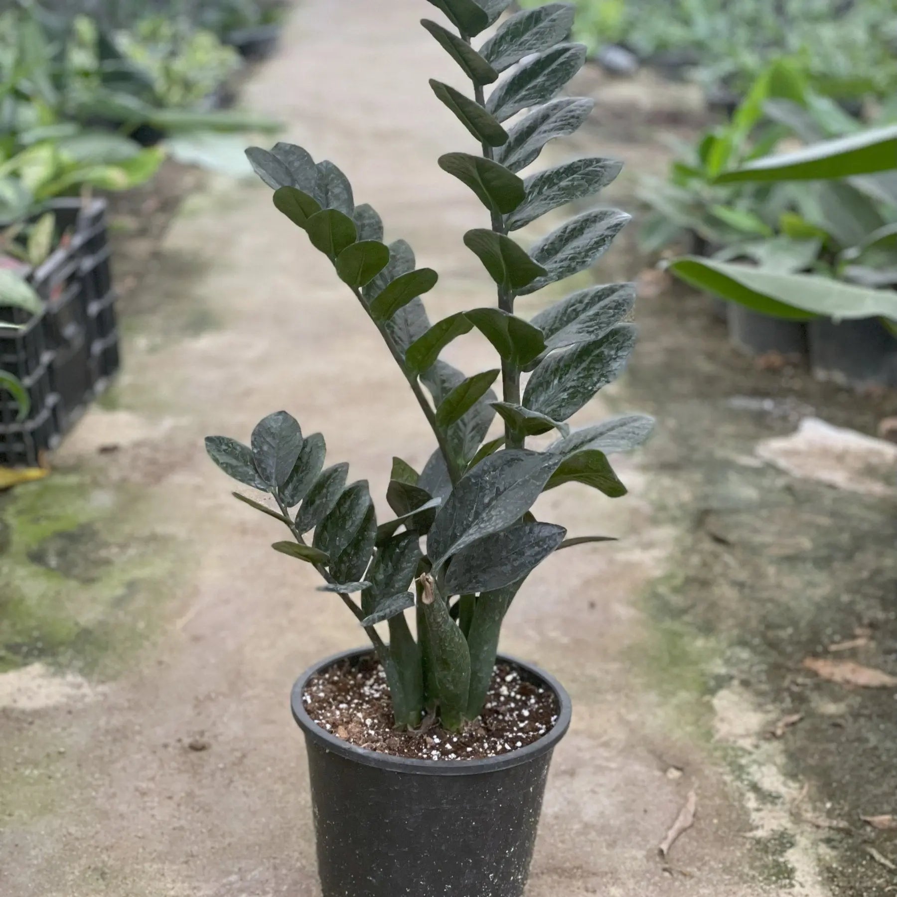 ZZ Plant - زاميا - Green Mist