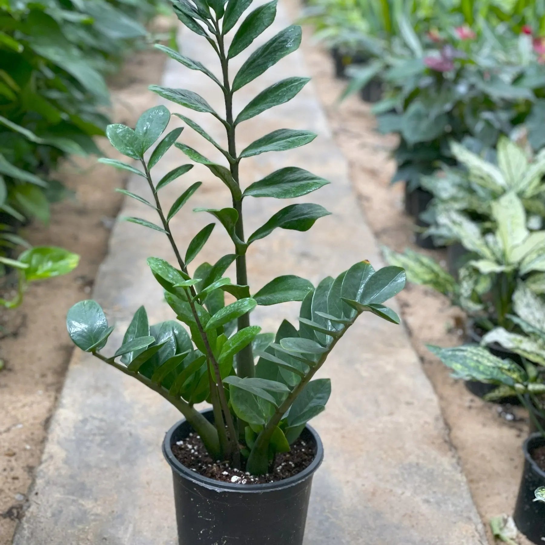 ZZ Plant - زاميا - Green Mist